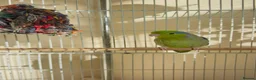 Parakeets birds for sale: Parakeet with cage - Advert 4