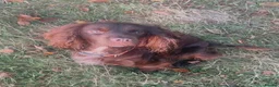 Cocker Spaniel dogs for sale: Cocker spaniel 5 years old  in Farnham - Advert 3