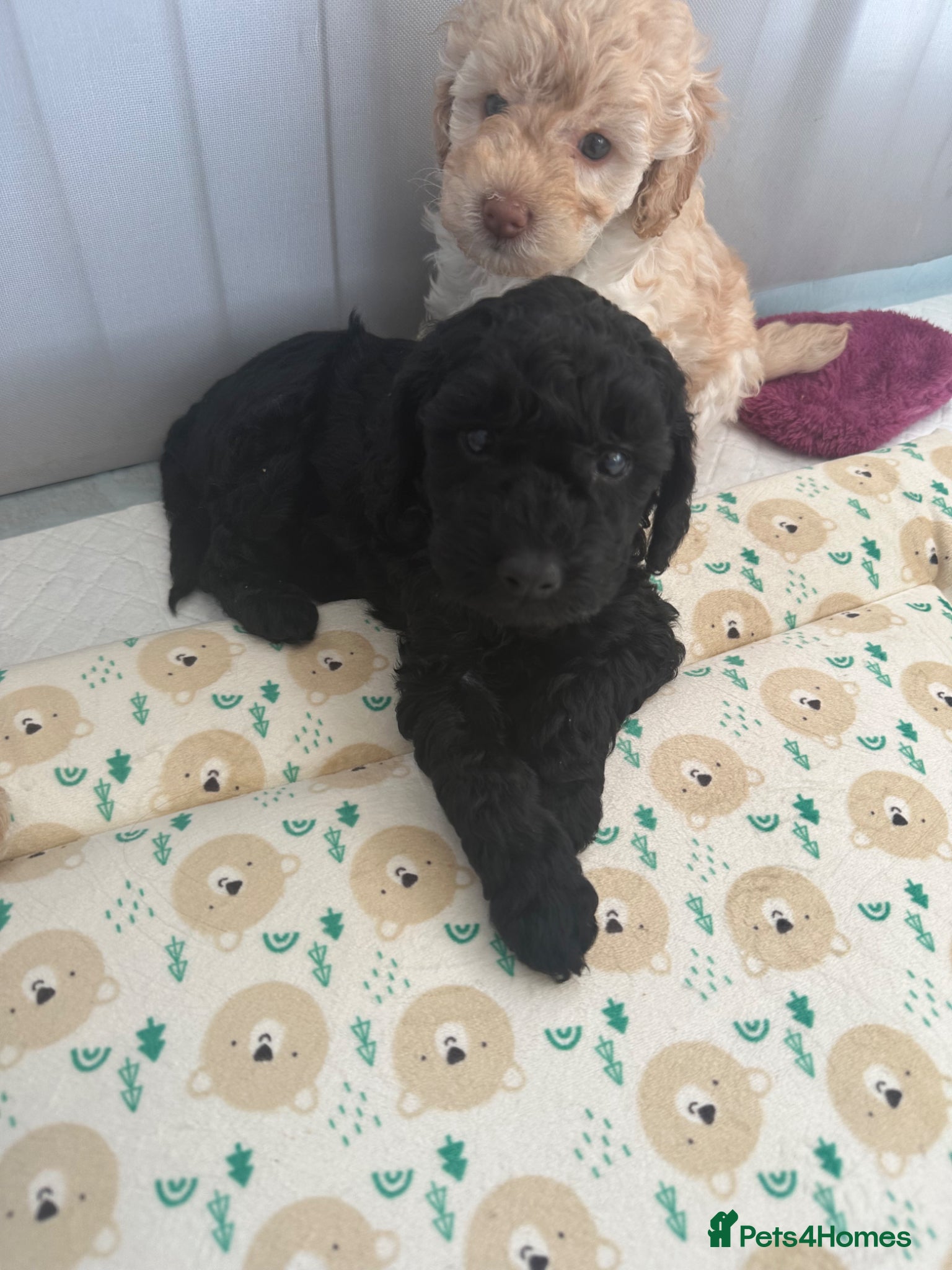 Cockapoo dogs F2b Cockapoo puppies for sale - Advert 14