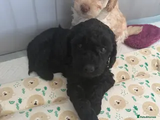 Cockapoo dogs F2b Cockapoo puppies for sale - Advert 14