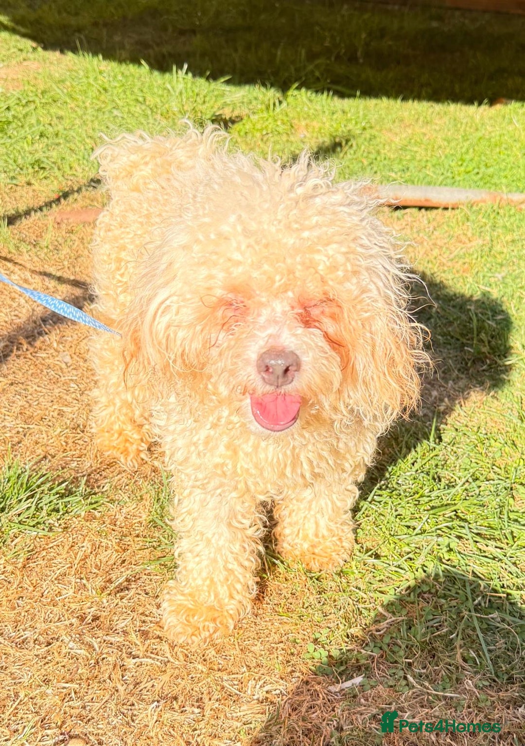 Mixed Breed dogs for sale: Louis and Hugo  - Image 3