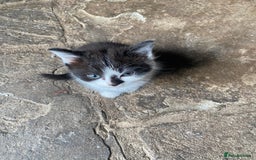 Bengal cats for sale: Five super friendly and fun kittens  - Image 13