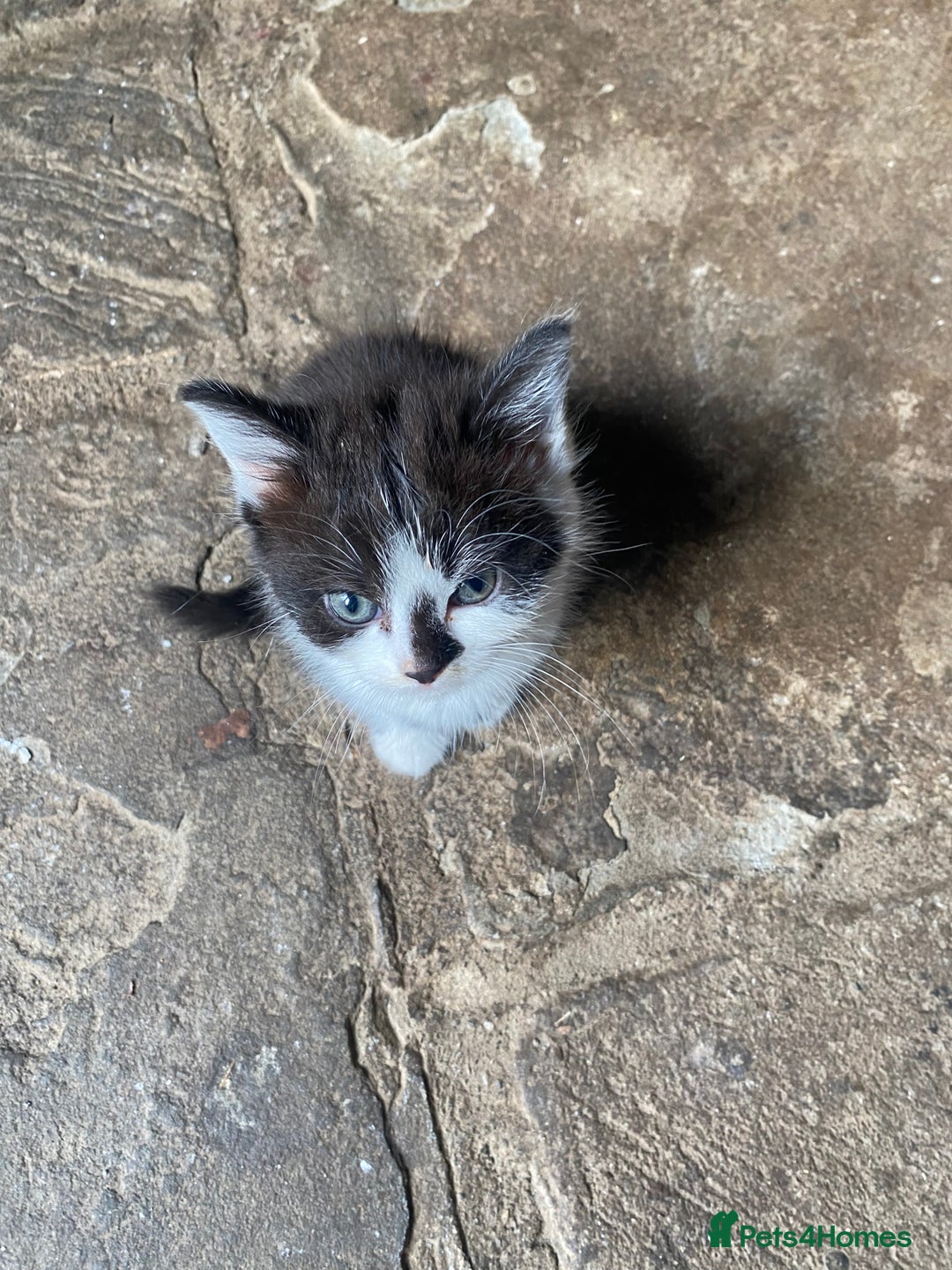 Bengal cats for sale: Five super friendly and fun kittens  - Image 13