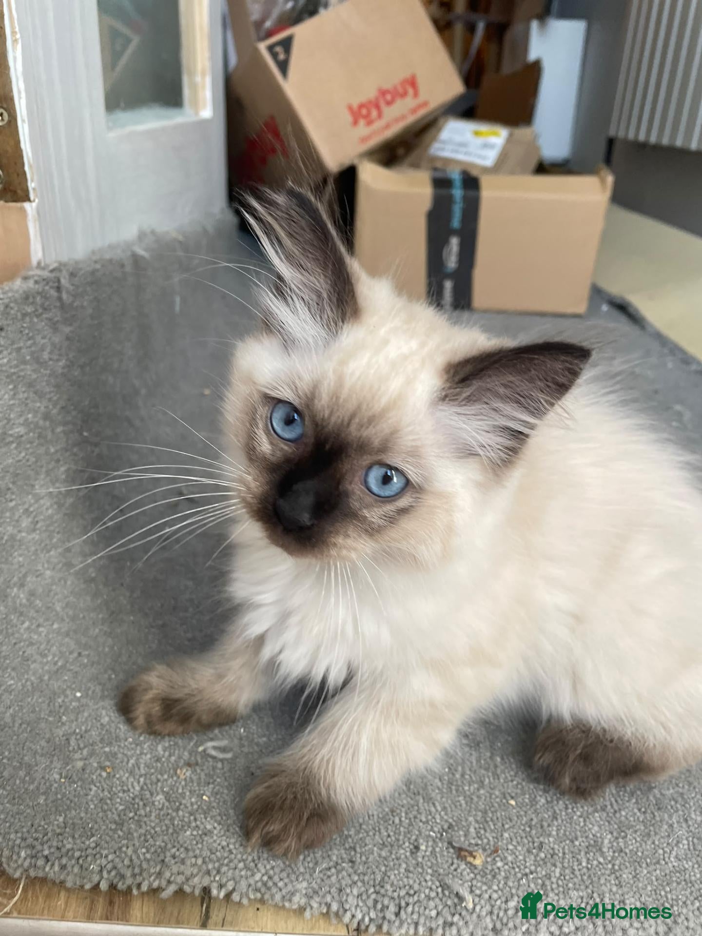 Ragdoll cats  Ragdoll Boys Ready For Their Forever Homes!  - Advert 6