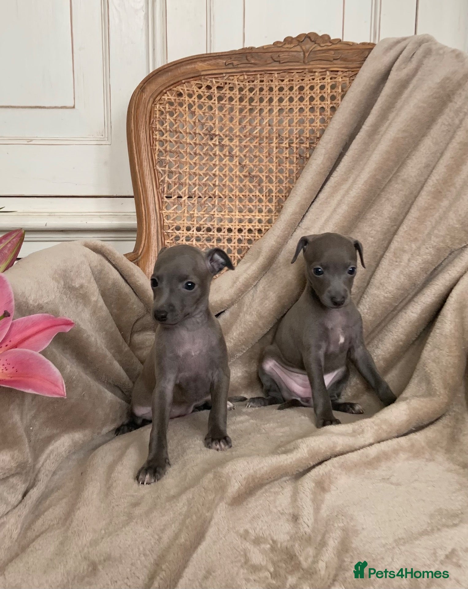 Italian Greyhound dogs KC Italian greyhound puppies European lineage - Advert 18