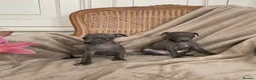 Italian Greyhound dogs for sale: KC Italian greyhound puppies European lineage - Advert 4