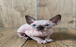 Sphynx cats for sale: Kittens sphinx Canadian girl blue eyes  - Image 12