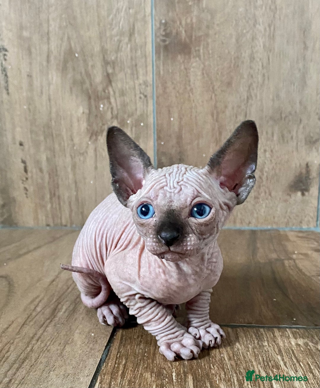 Sphynx cats for sale: Kittens sphinx Canadian girl blue eyes  - Image 12