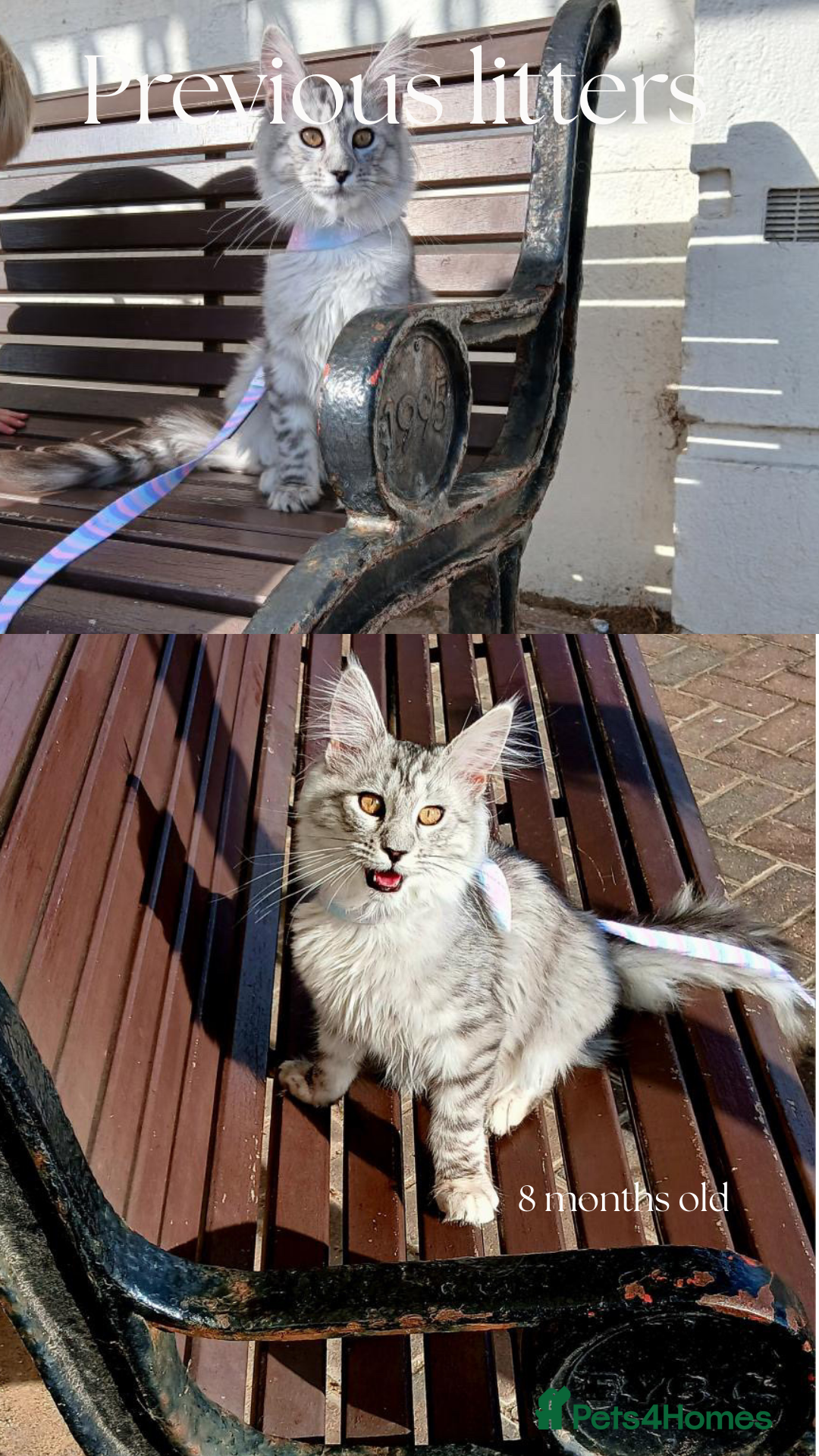 Maine Coon cats for sale: Pure brew fluffy mainecoon kittens  - Image 11