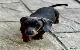 Miniature Dachshund dogs for sale: 🐾True minature blue tan boy 🐾 - Image 1