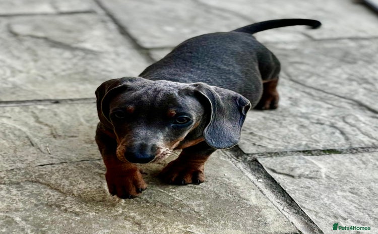 Miniature Dachshund dogs - Advert 5