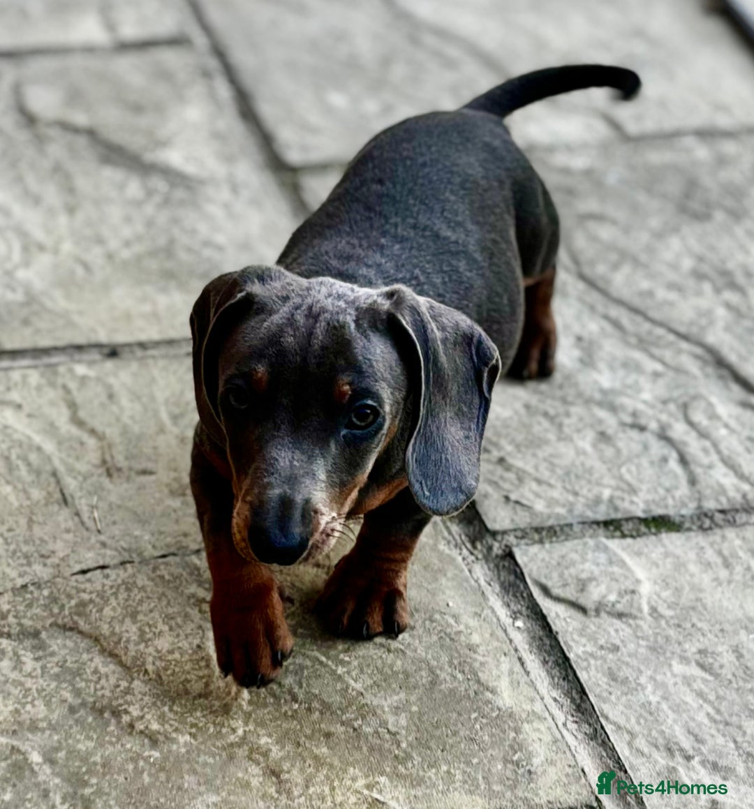 Miniature Dachshund dogs for sale: 🐾True minature blue tan boy 🐾 - Image 1