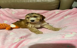 Cockapoo dogs for sale: F1 Cockapoo Black &Tan girl  - Image 4