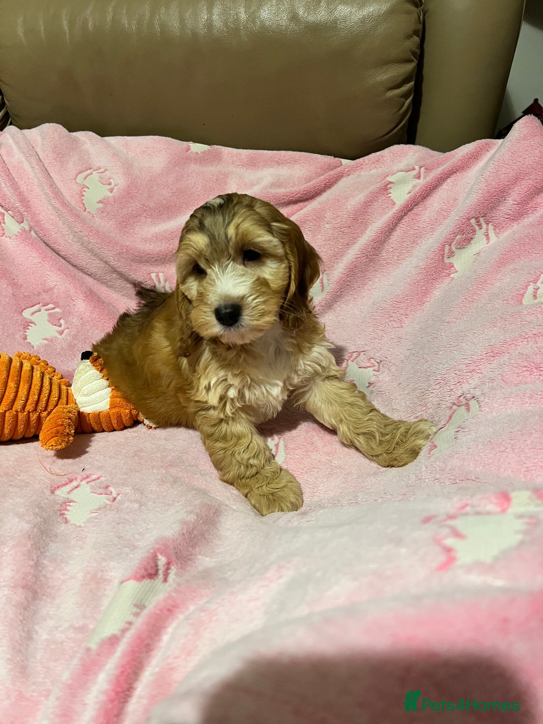 Cockapoo dogs for sale: F1 Cockapoo Black &Tan girl  - Image 4
