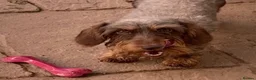 Miniature Dachshund dogs for sale: miniature wire haired dachshund - Advert 7