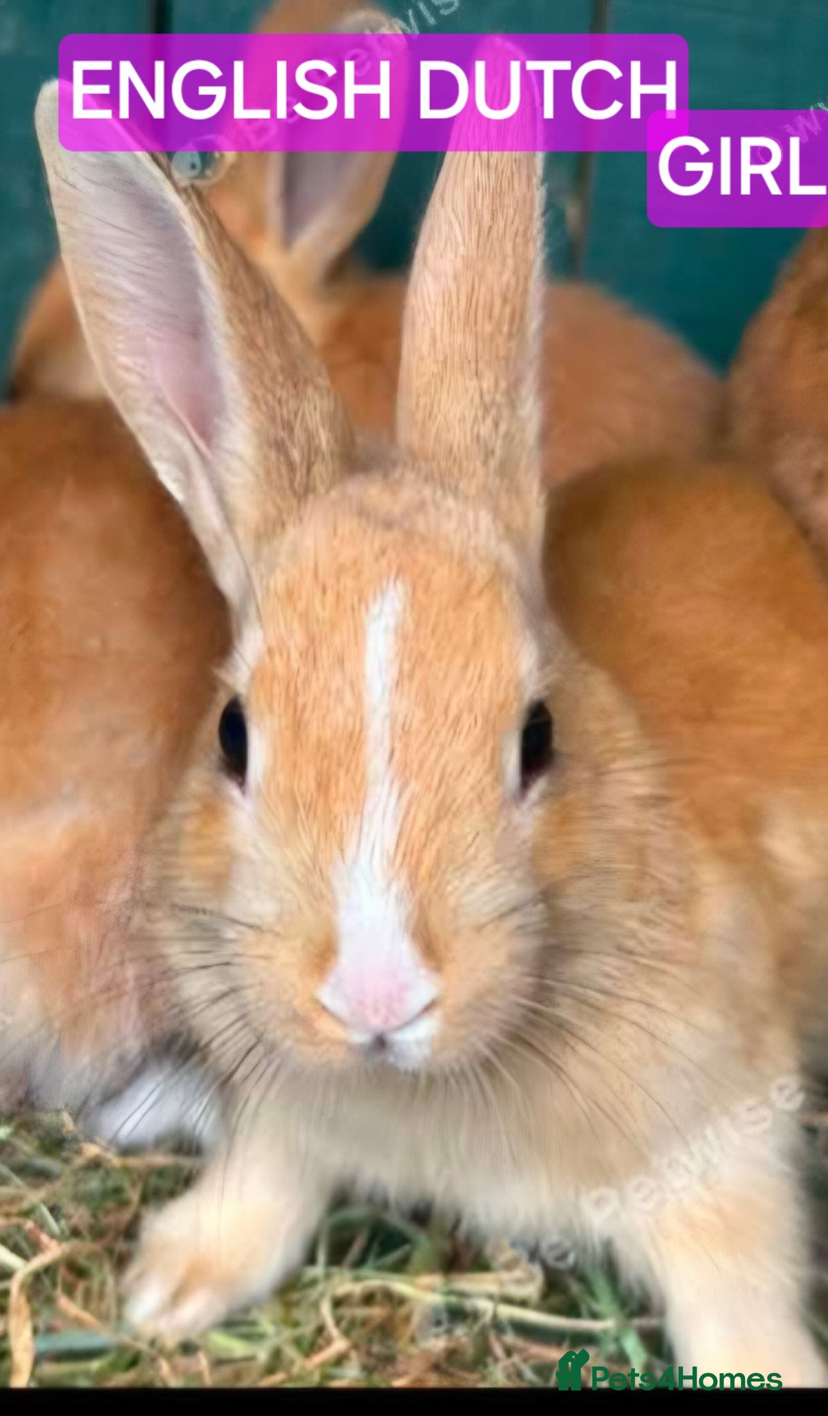 English Spot rabbits English Dutch and spot bunnies available  - Advert 4