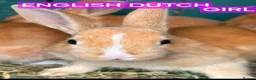 English Spot rabbits for sale: English Dutch and spot bunnies available  - Advert 1
