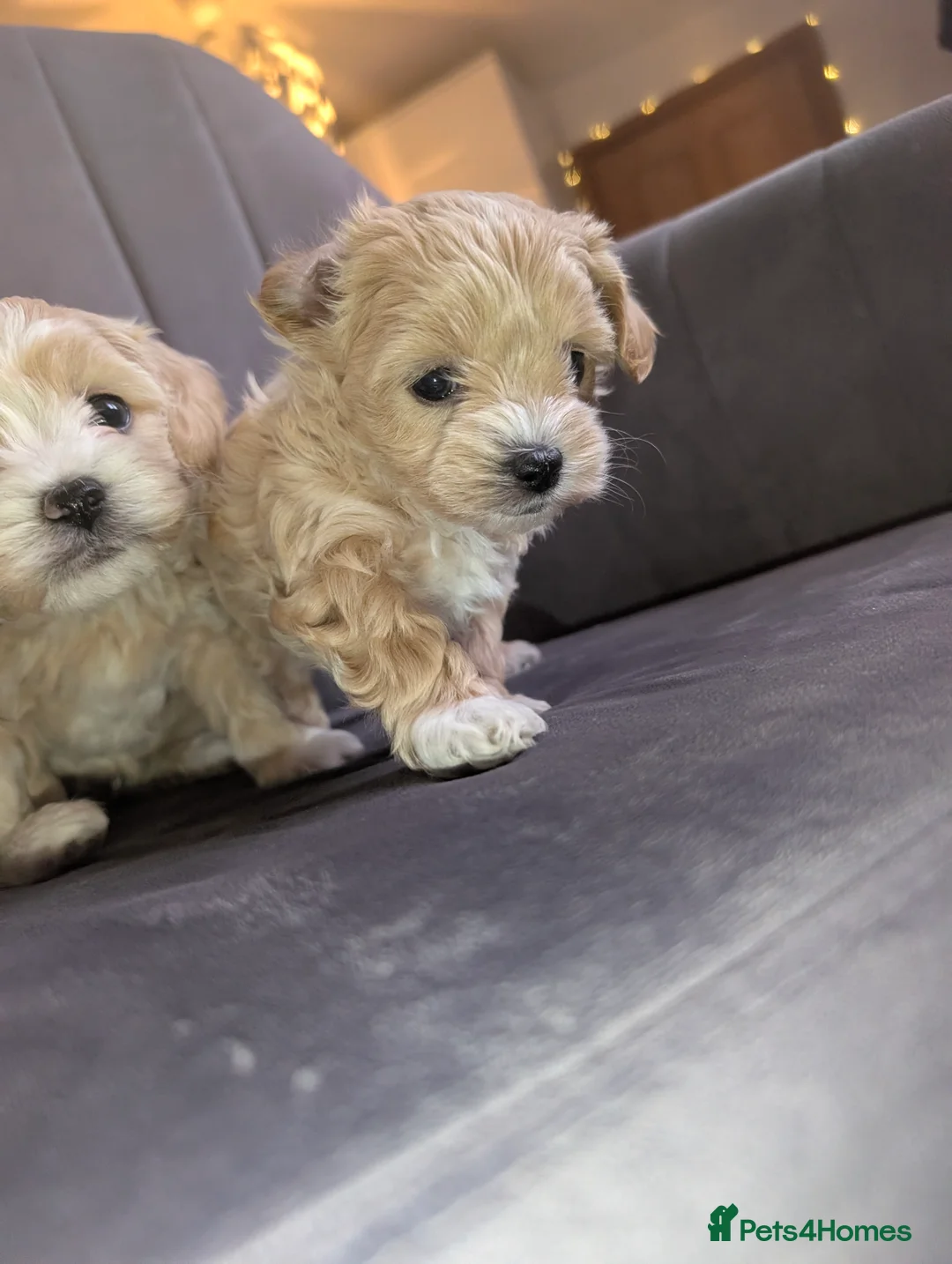 Maltipoo dogs for sale: Maltipoo puppies - Advert 14
