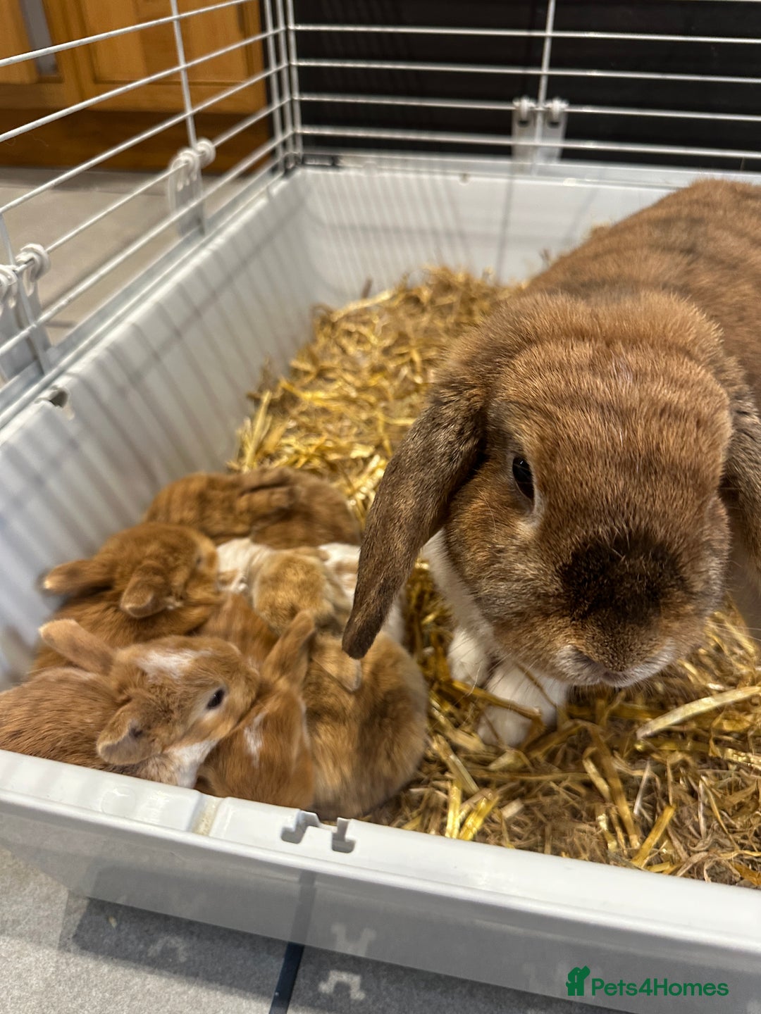 Mini Lop rabbits for sale: Mini lop babies for sale. Ready October 18th - Image 2