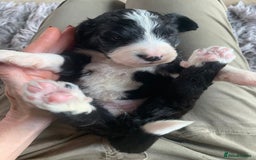 Bernedoodle dogs for sale: F1 Standard Bernedoodle Puppies LN8 - Image 10