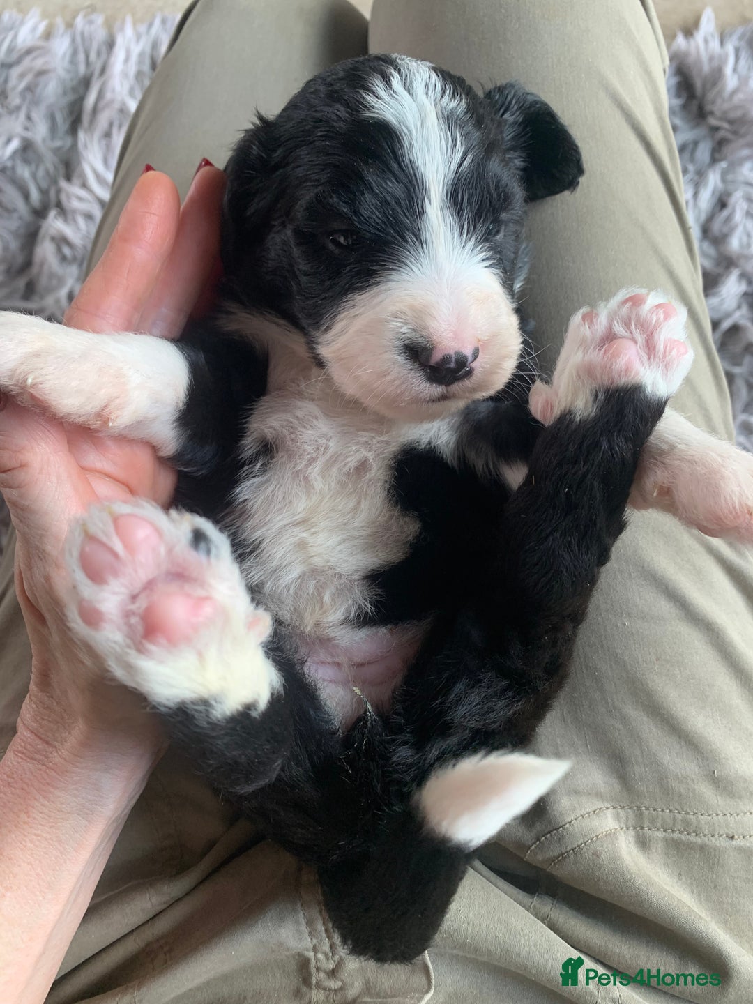 Bernedoodle dogs for sale: F1 Standard Bernedoodle Puppies LN8 - Image 10
