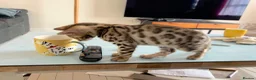 Bengal cats for sale: Brown Bengal Boy (last one) - Advert 24