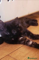 Mixed Breed cats - Advert 11