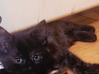 Mixed Breed cats - Advert 6