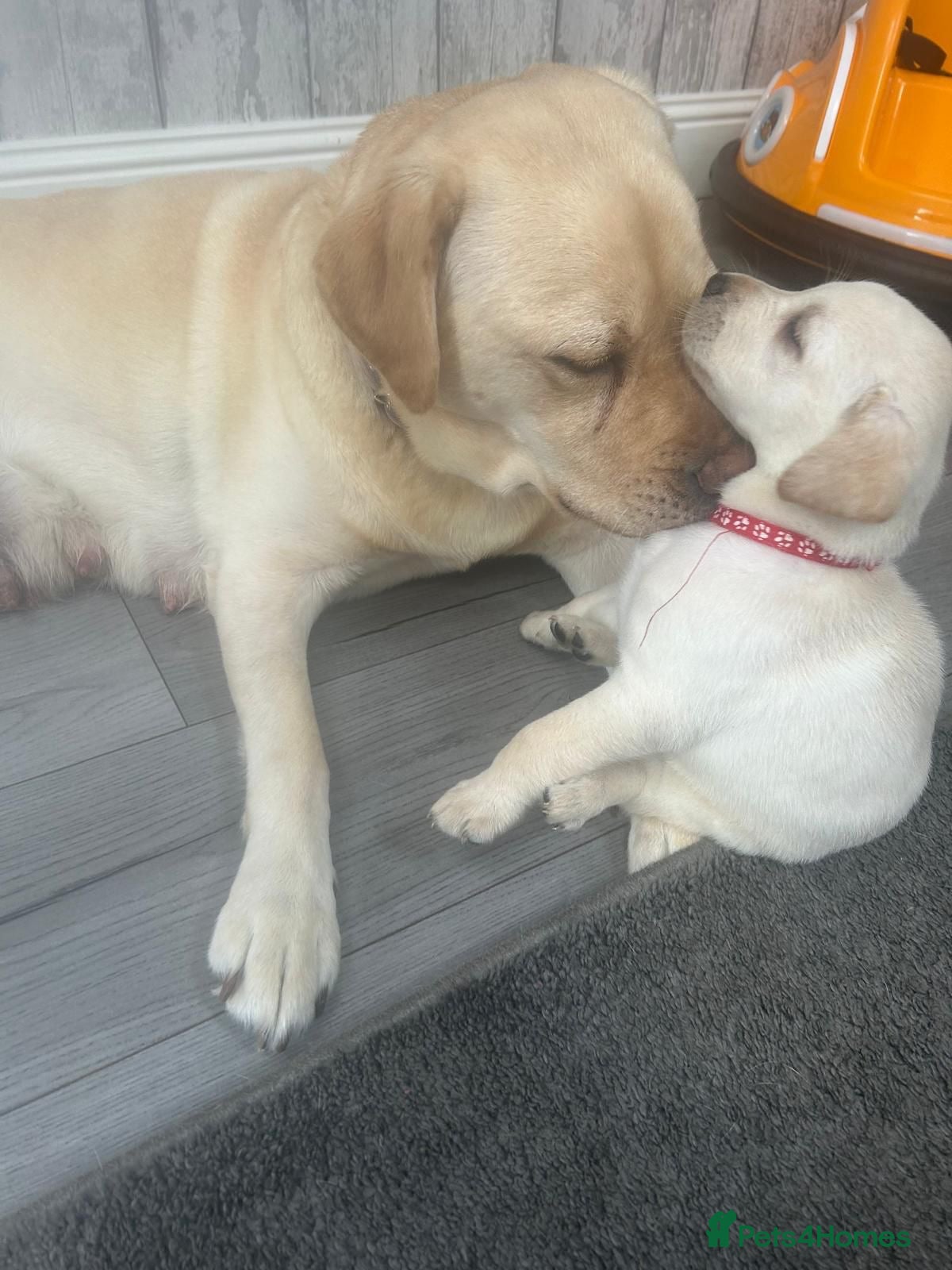 Labrador Retriever dogs KC Registered Labrador Puppies  - Advert 2