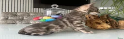 Bengal cats for sale: 3 Beautiful Blue Female TICA Reg Bengal kittens  - Advert 27