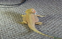 Bearded Dragon reptiles for sale: 🔥🦎🔥❤️ BEARDED DRAGON Bargain £75 ❤️🔥🦎  - Image 4