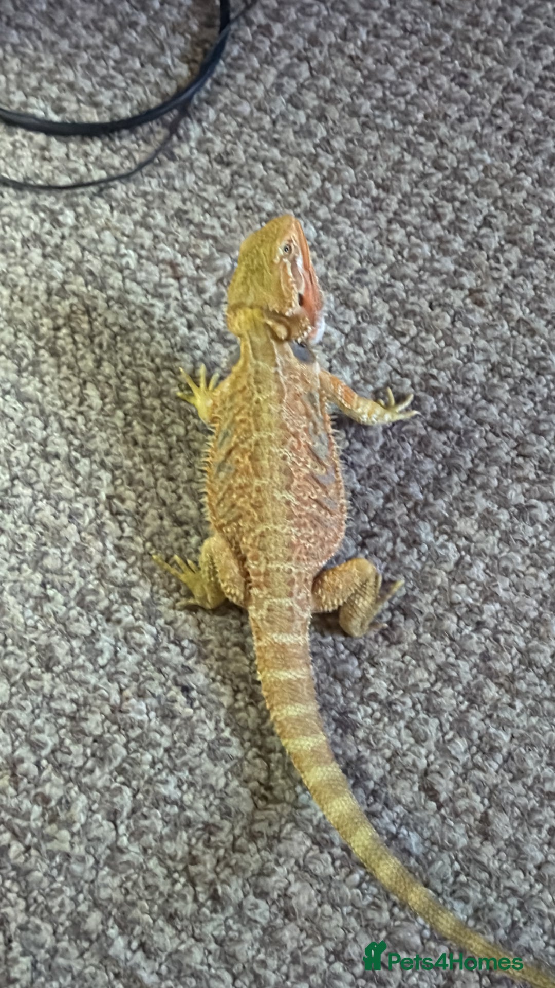 Bearded Dragon reptiles for sale: 🔥🦎🔥❤️ BEARDED DRAGON Bargain £75 ❤️🔥🦎  - Image 4