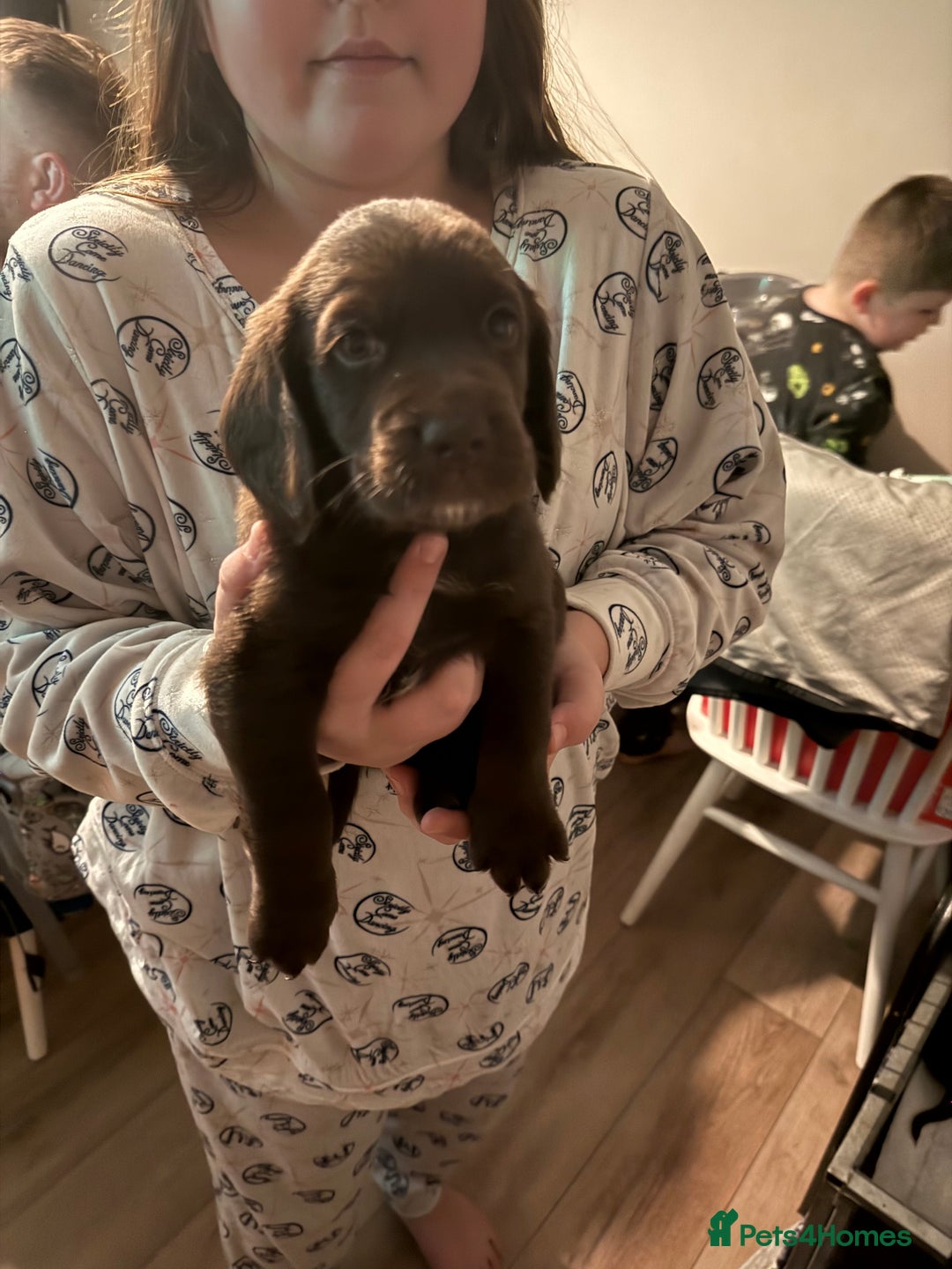 Cockerdor dogs for sale: F1 Cockerador Puppies  - Advert 8