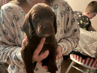 Cockerdor dogs 2 Beautiful Cockerador Puppies - Advert 15