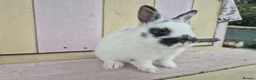 Netherland Dwarf rabbits for sale: 🩵PRETTIEST NETHERLAND DWARF COLOURED BABIES 🩷 - Advert 3
