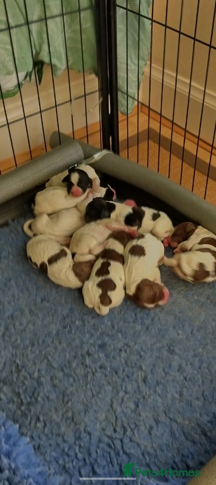 Sprocker dogs Chunky Sprocker Spaniel Puppies! - Advert 2