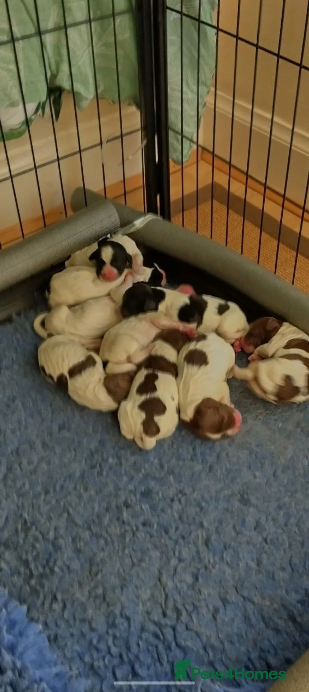 Sprocker dogs for sale: Chunky Sprocker Spaniel Puppies! in Ayr - Advert 2
