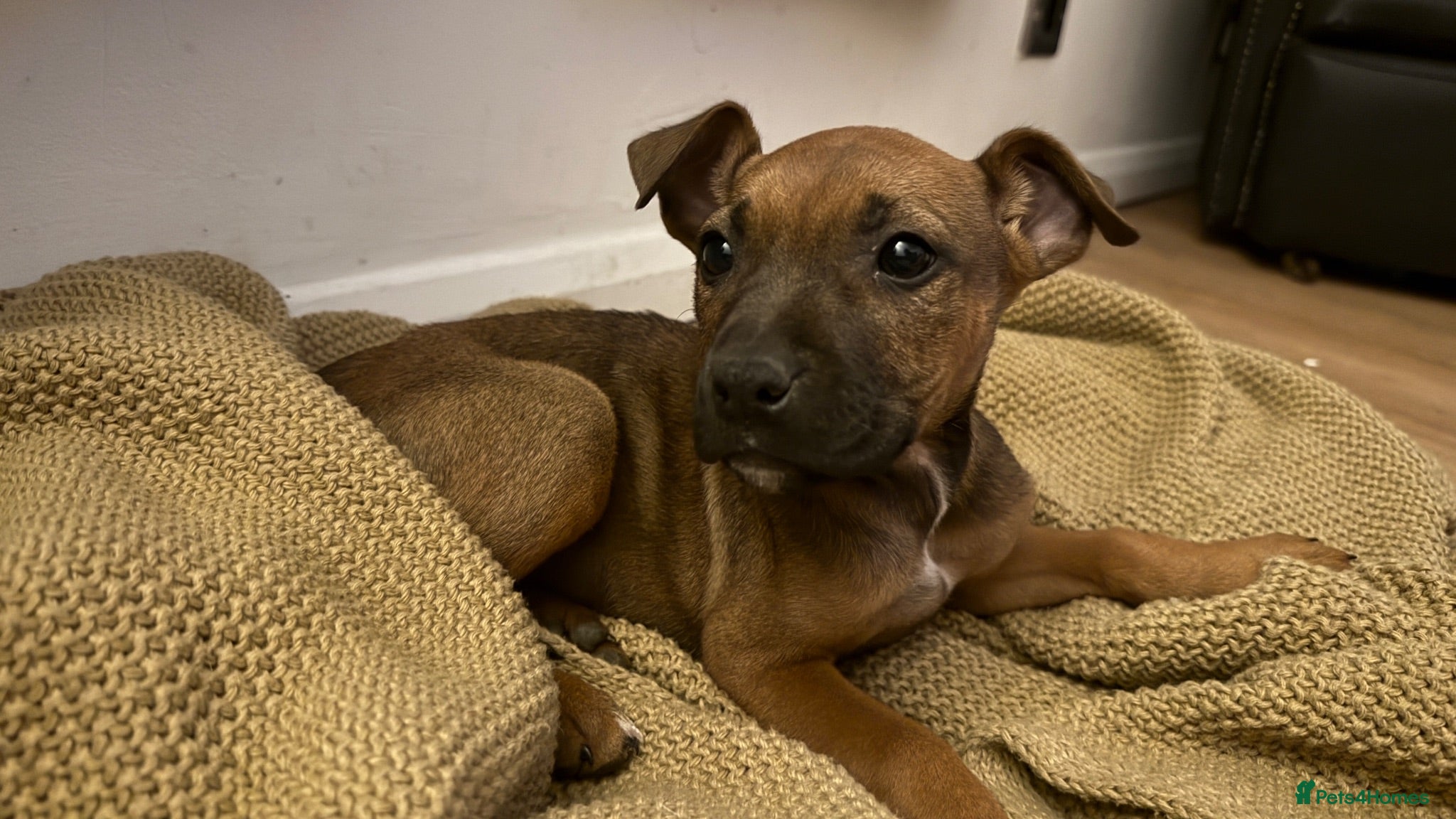 Mixed Breed dogs German Shepherd mix puppies  - Advert 2
