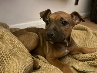 Mixed Breed dogs German Shepherd mix puppies - Advert 2