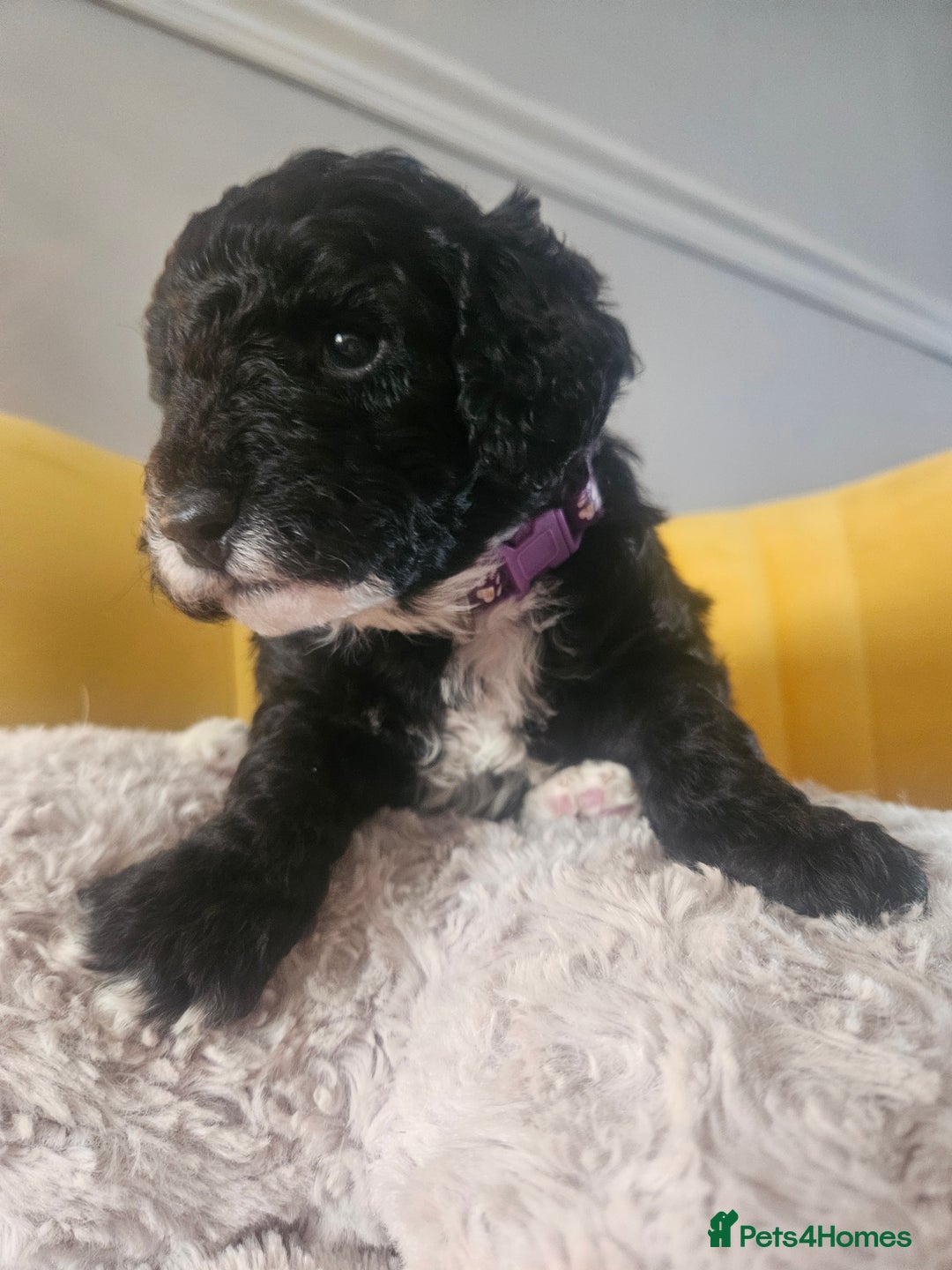 Schnoodle dogs for sale: TOY SCHNOODLE PUPPIES  - Advert 4