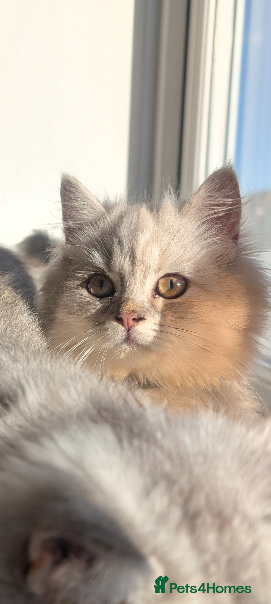 Perdoll cats for sale: Gorgeous rare Ragdolls cross Persians❤️ - Advert 3