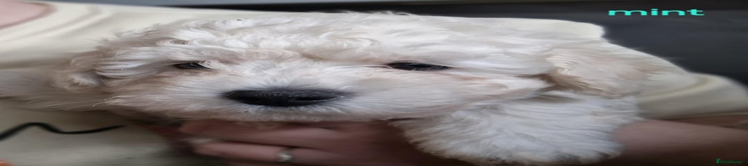 Mixed Breed Puppy 6 (mint)  male