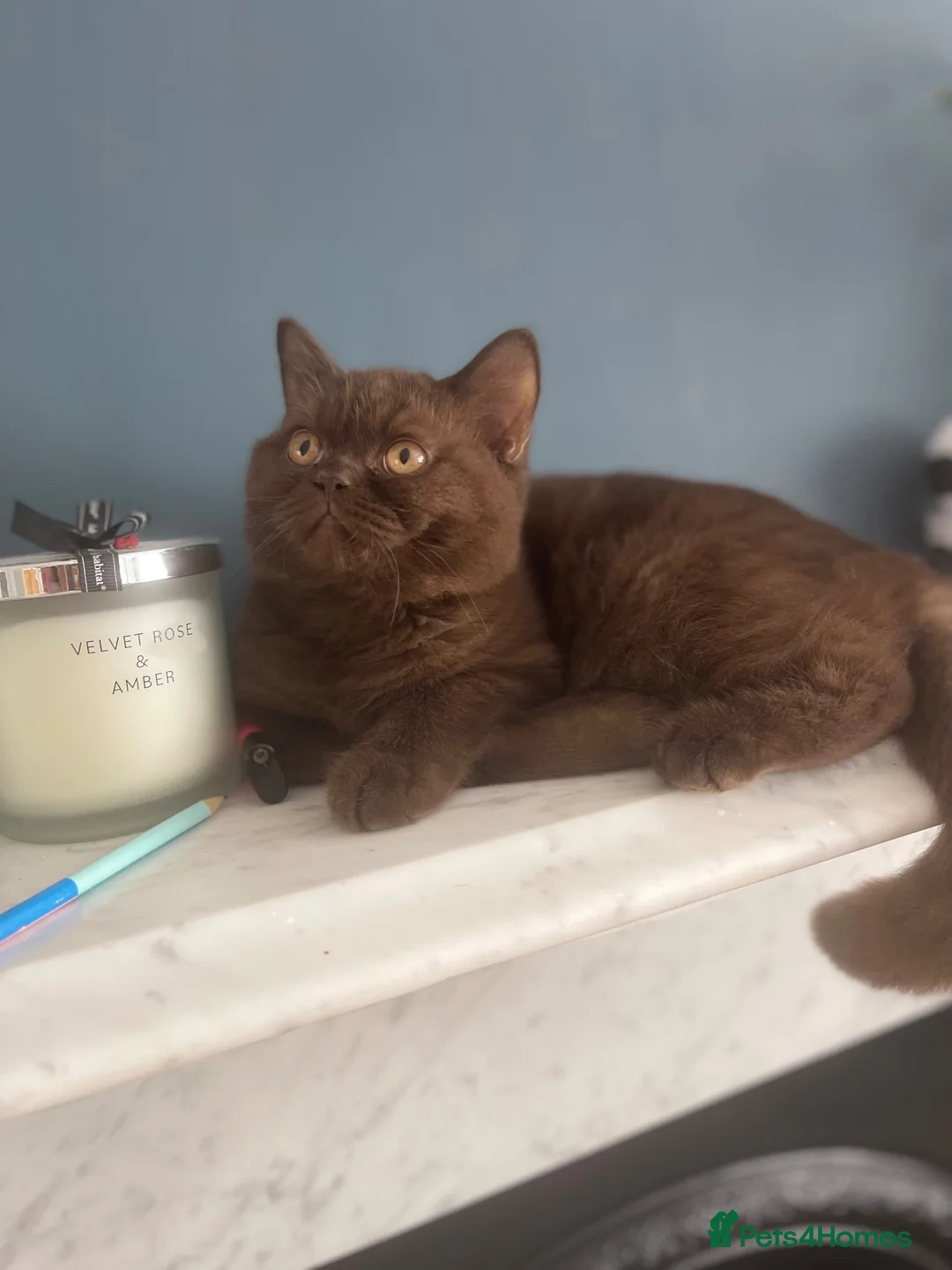 British Shorthair cats for sale: ⭐ 2 Chocolate Boy Shorthair – Ready to Go - Advert 2