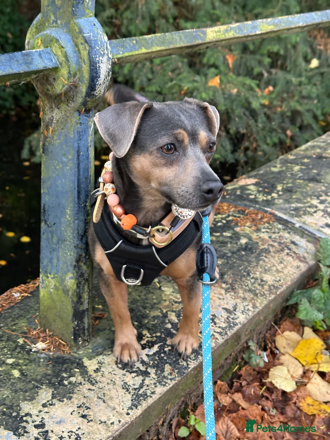 Jack Russell dogs for sale: Stunning blue and blue tri JRT pups - Advert 2