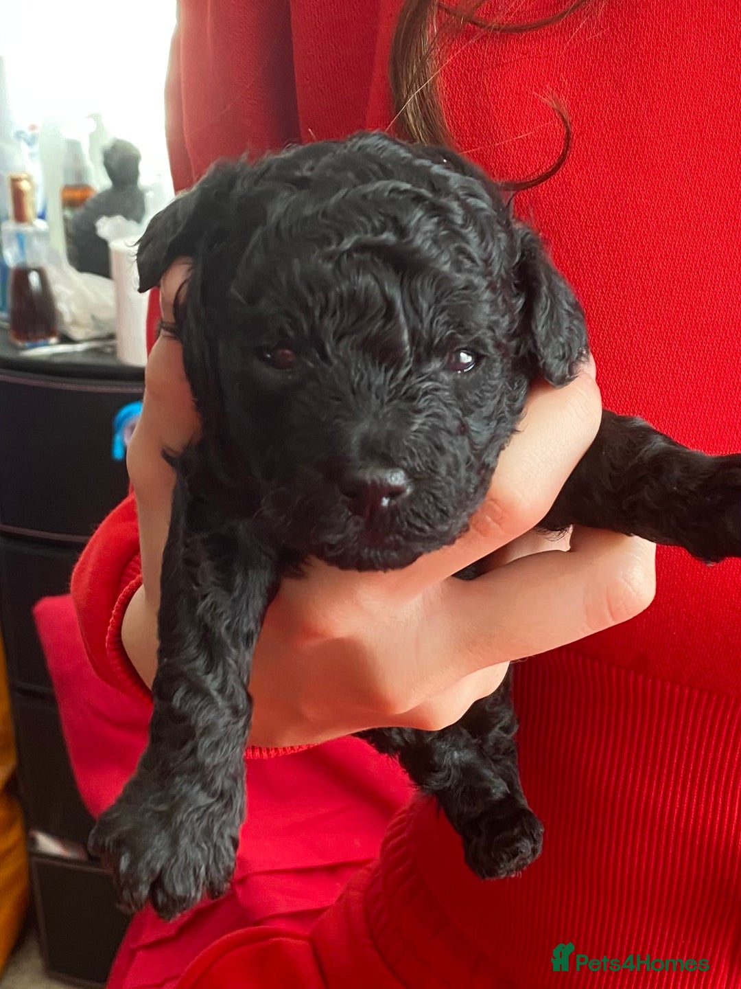Toy Poodle dogs for sale: Black toy poodle male puppy excellent pedigree - Advert 8