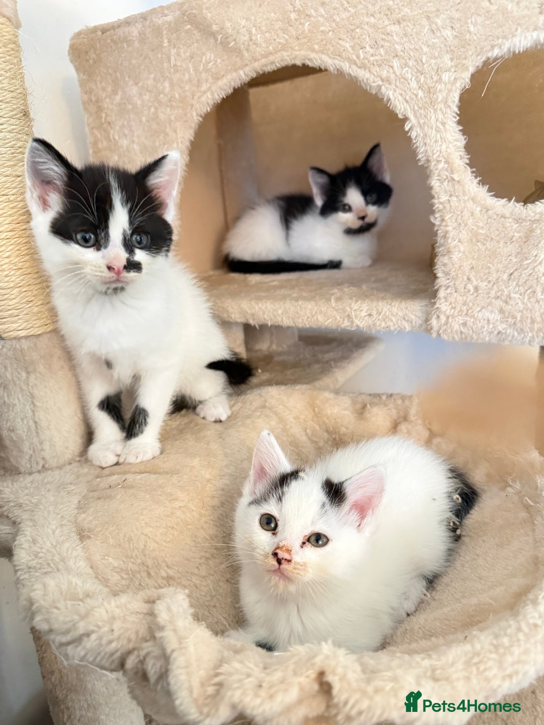 Mixed Breed cats for sale: FREE KITTENS AND CAT!! In need of rehoming FREE - Image 5