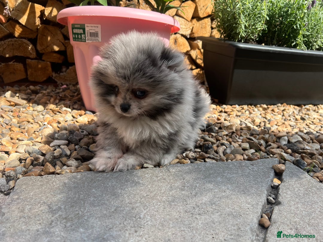 Pomeranian dogs for sale: ‼️💙QUALITY TEDDY BEAR MEARLE POMERANIAN💙 ‼️ - Image 7
