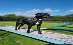 Patterdale Terrier dogs for adoption: OZZY - MALE PATTERDALE - Image 2