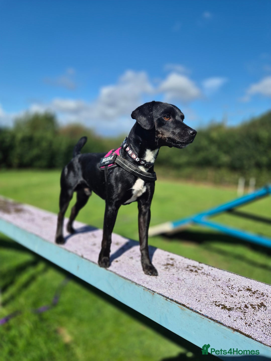 Patterdale Terrier dogs for adoption: OZZY - MALE PATTERDALE - Image 2