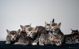 Bengal cats for sale: Gorgeous kittens, Wild-Patterned, Stunning Looks - Image 6